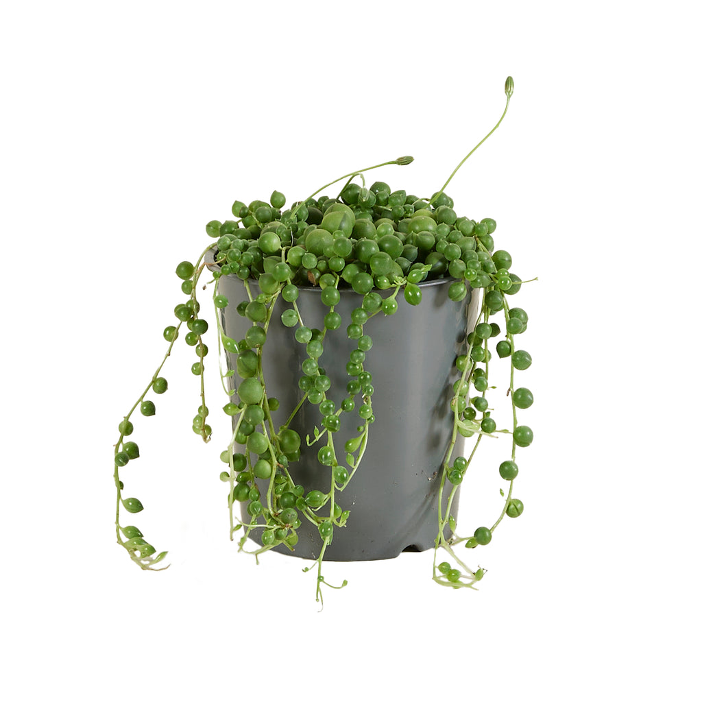 Senecio Rowleyanus – Plante D'Intérieur