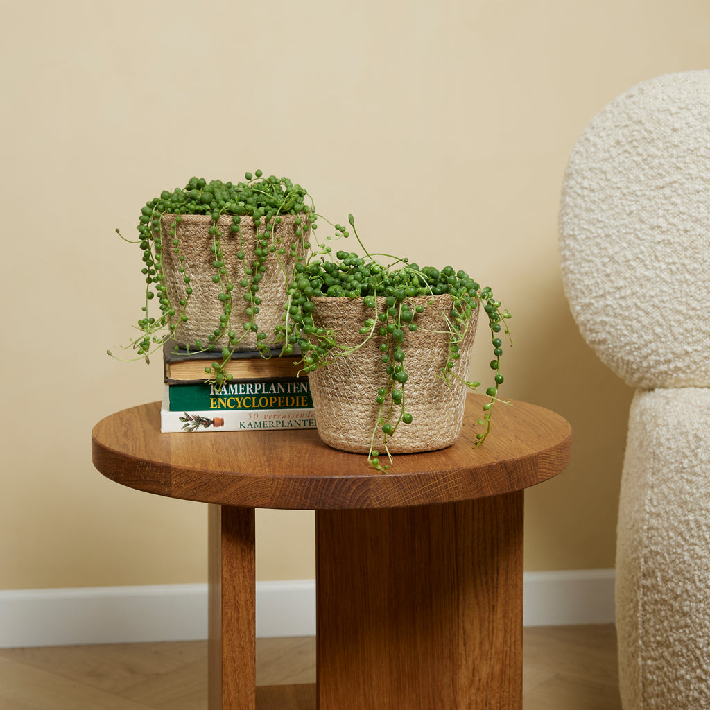 Senecio Rowleyanus – Plante D'Intérieur