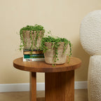 Senecio Rowleyanus – Plante D'Intérieur