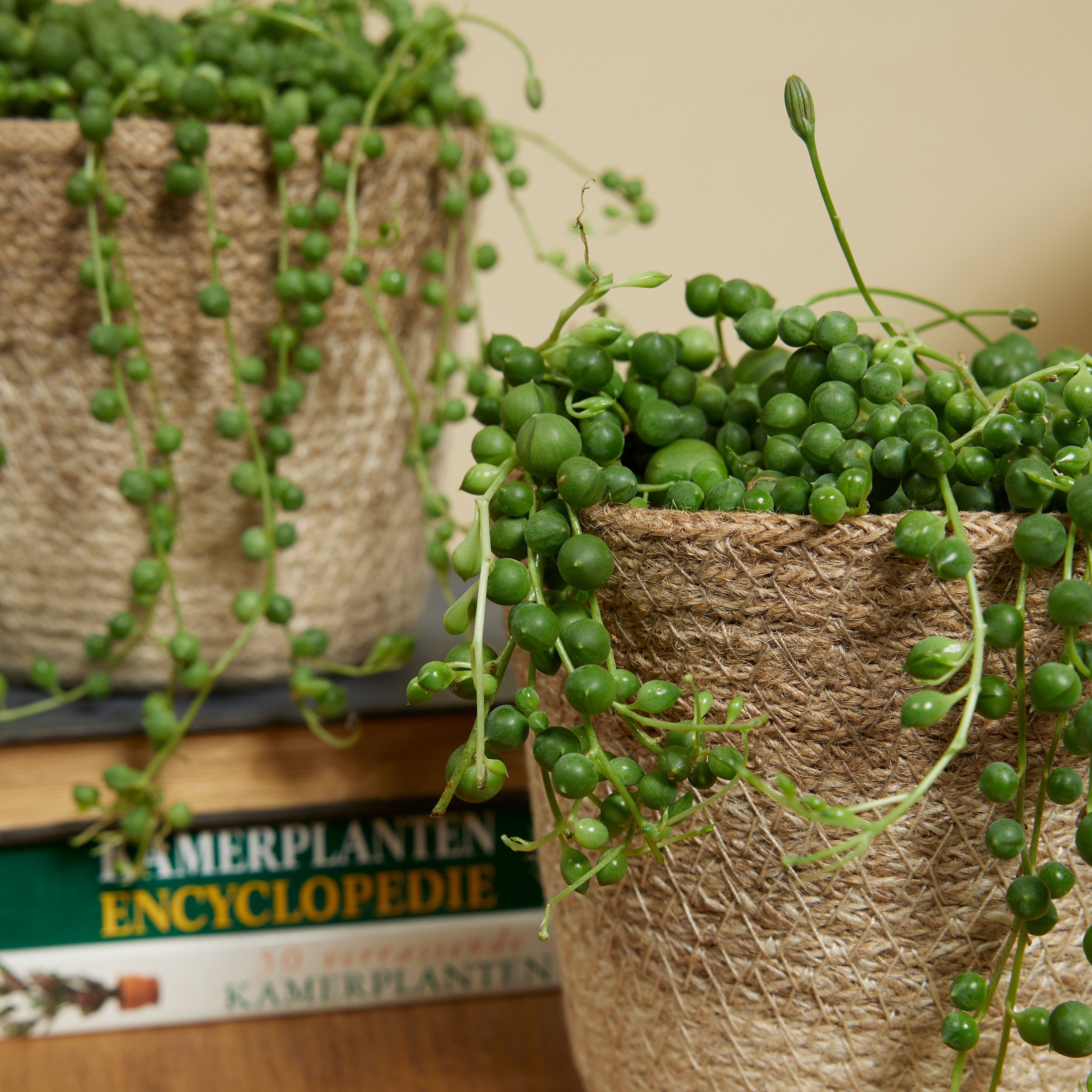 Senecio Rowleyanus – Plante D'Intérieur