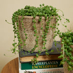 Senecio Rowleyanus – Plante D'Intérieur