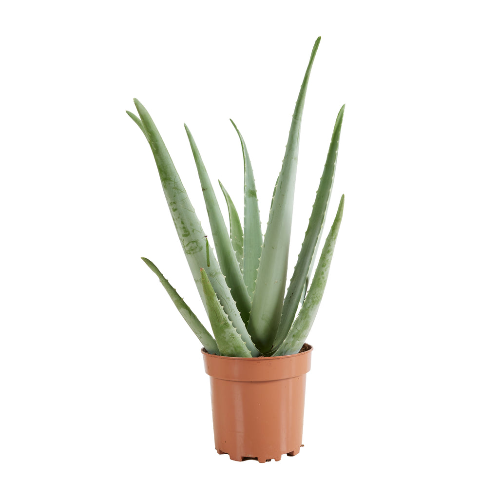 Aloe Vera Xl – Plante D'Intérieur