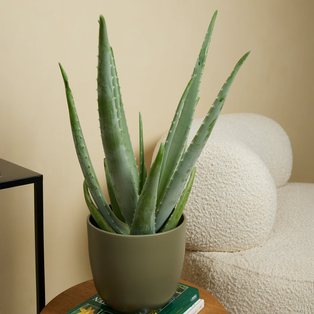 Aloe Vera Xl – Plante D'Intérieur