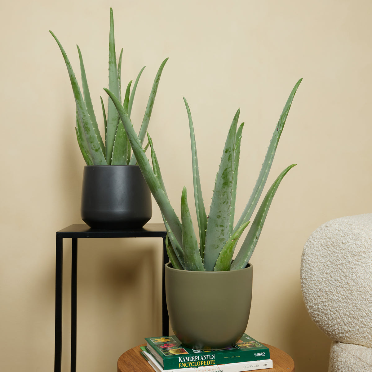 Aloe Vera Xl – Plante D'Intérieur