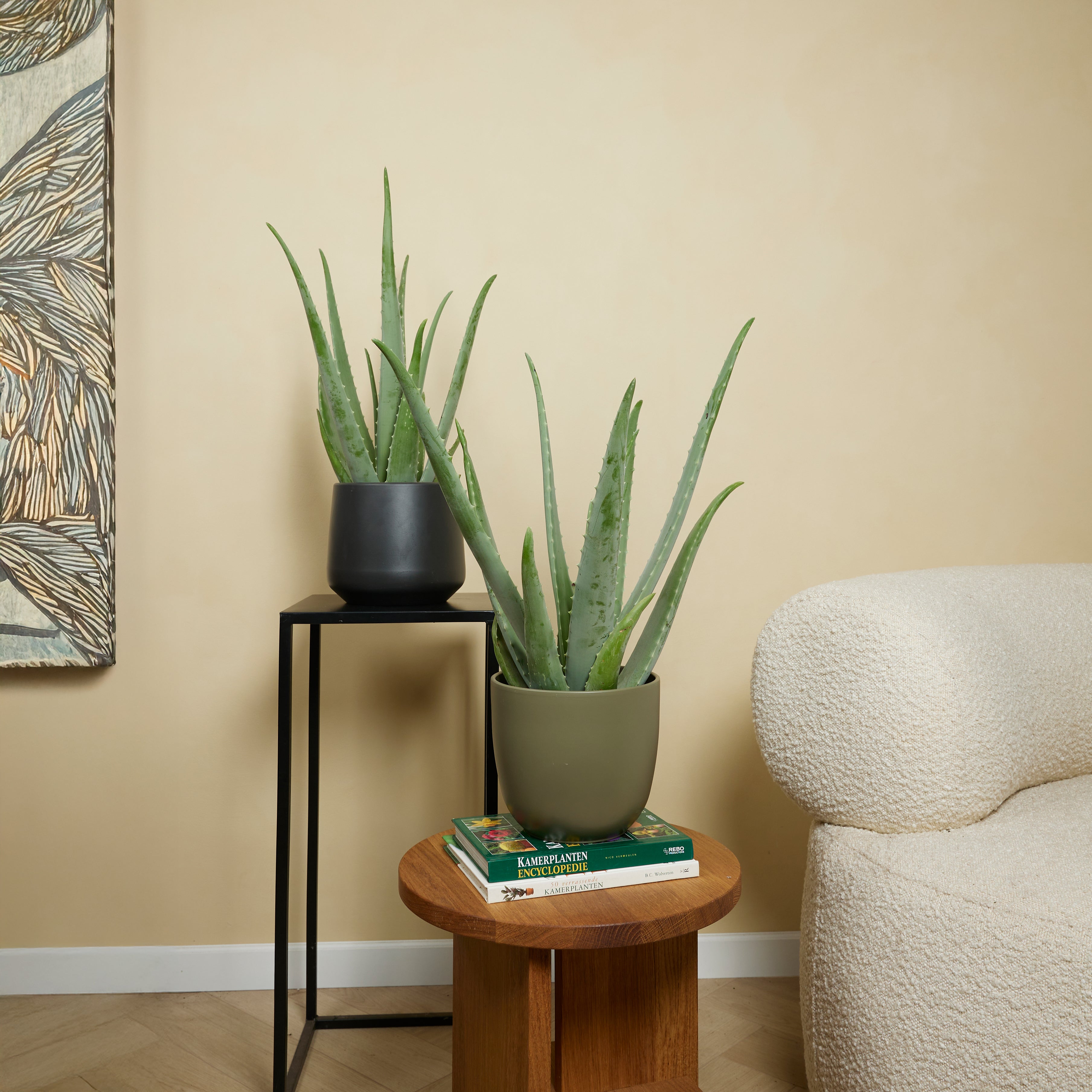 Aloe Vera Xl – Plante D'Intérieur