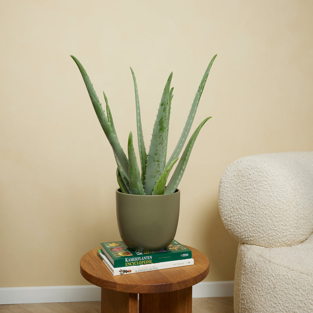 Aloe Vera Xl – Plante D'Intérieur