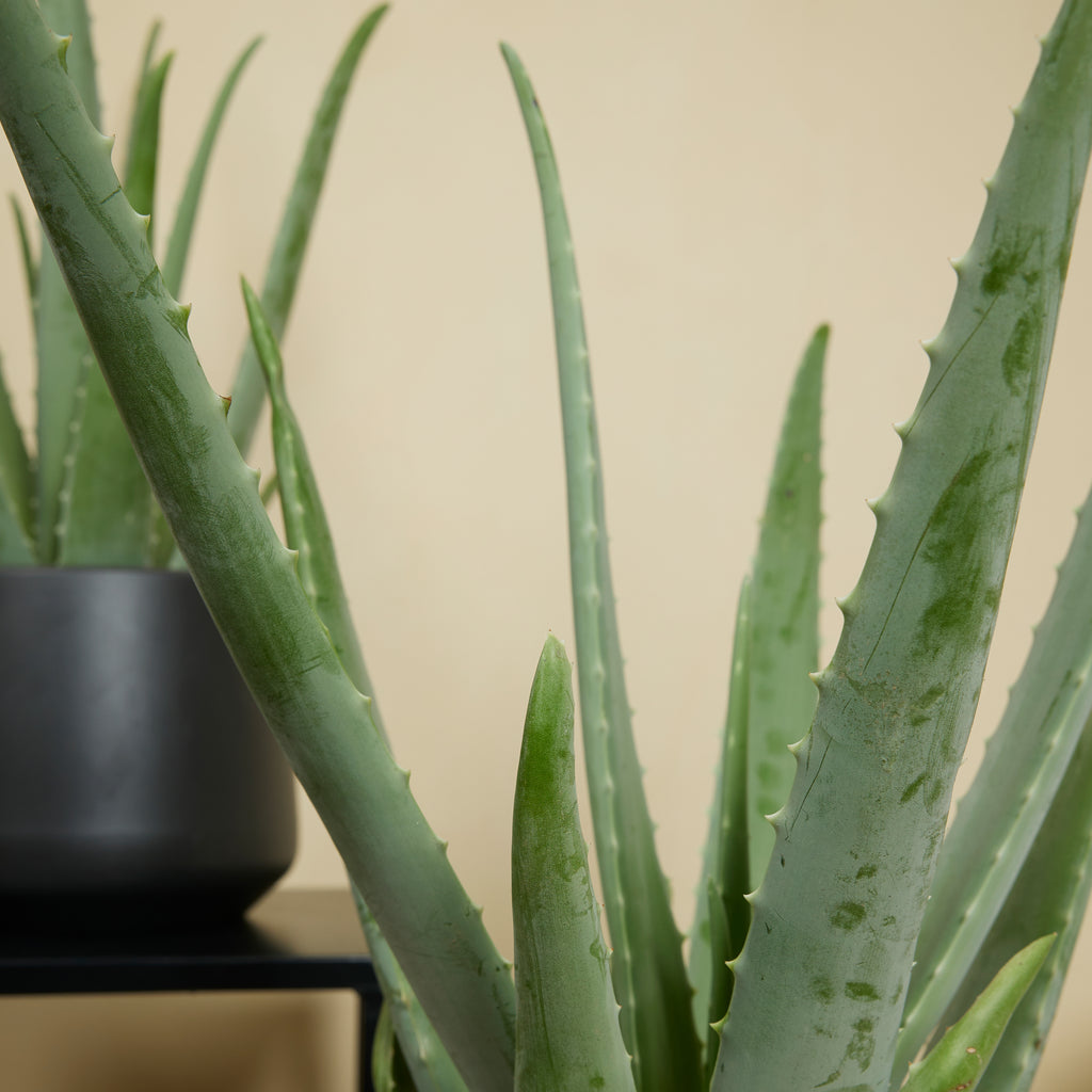 Aloe Vera Xl – Plante D'Intérieur