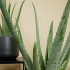 Aloe Vera Xl – Plante D'Intérieur