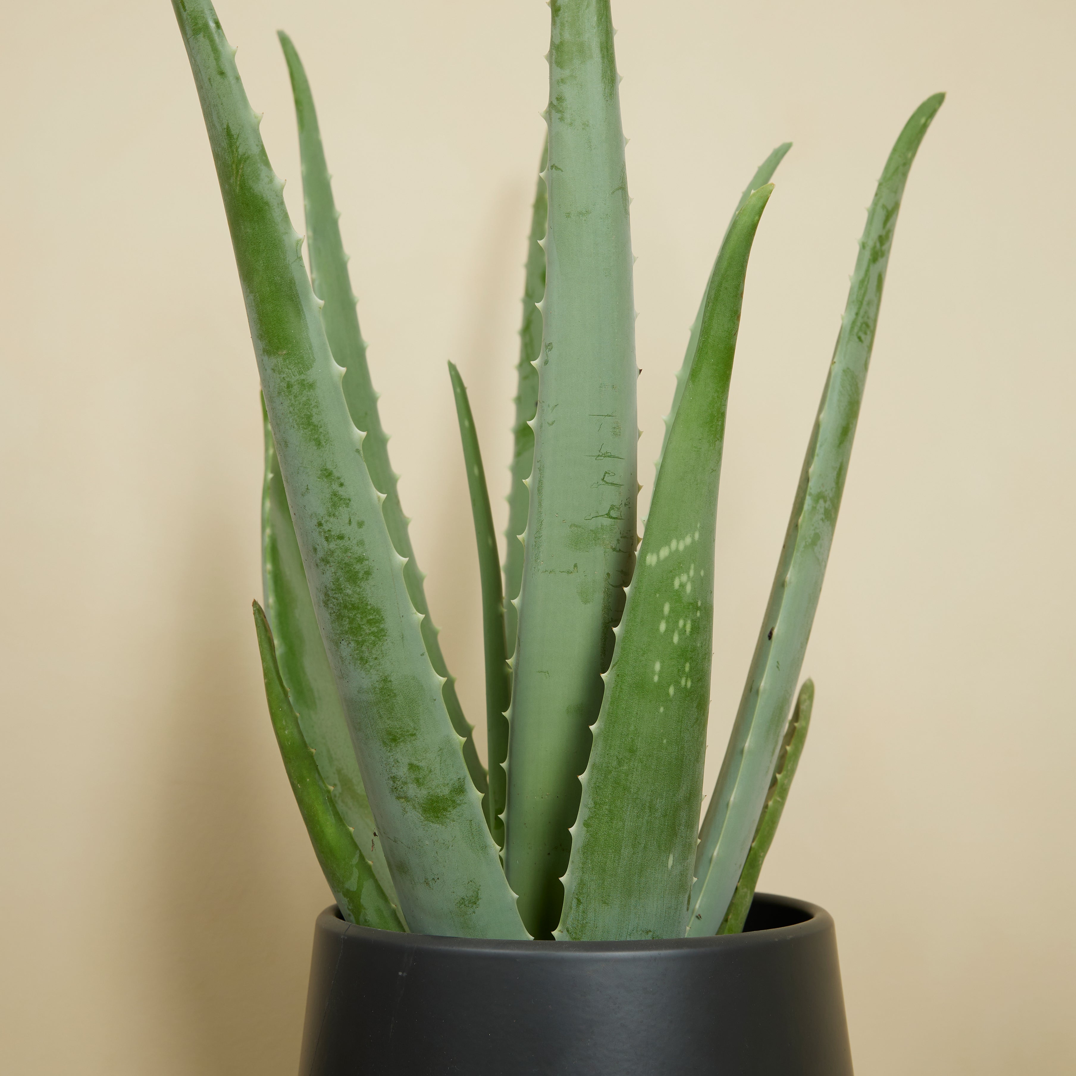 Aloe Vera Xl – Plante D'Intérieur