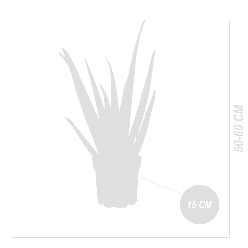 Aloe Vera Xl – Plante D'Intérieur