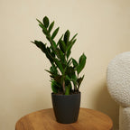 ZZ Plant – Indoor Plant