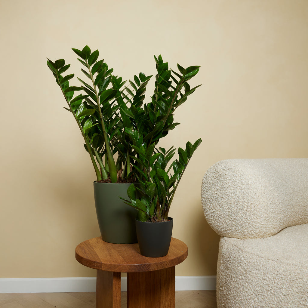 ZZ Plant – Indoor Plant