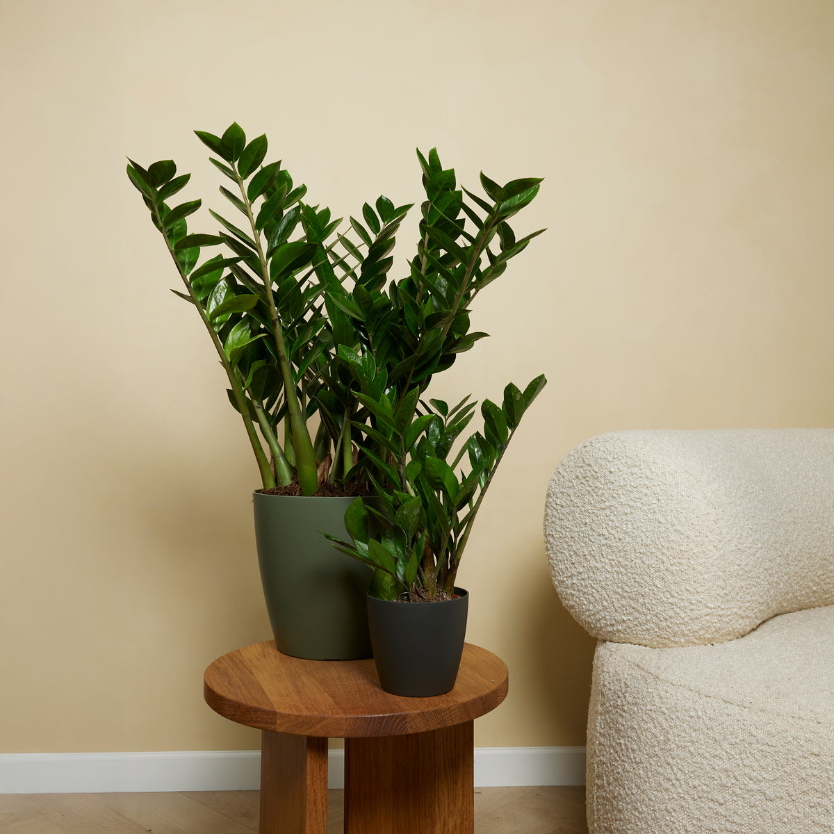 ZZ Plant – Indoor Plant