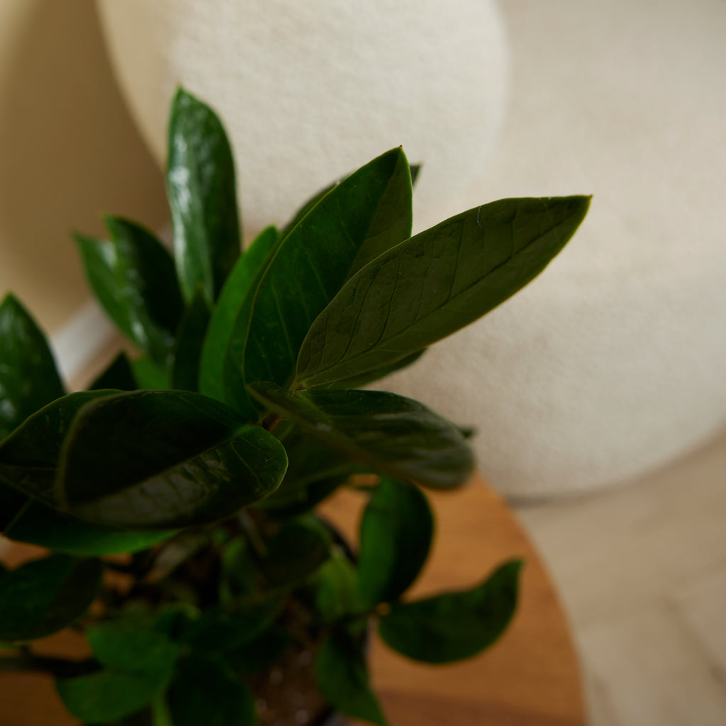 ZZ Plant – Indoor Plant