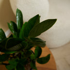 ZZ Plant – Indoor Plant