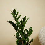 ZZ Plant – Indoor Plant