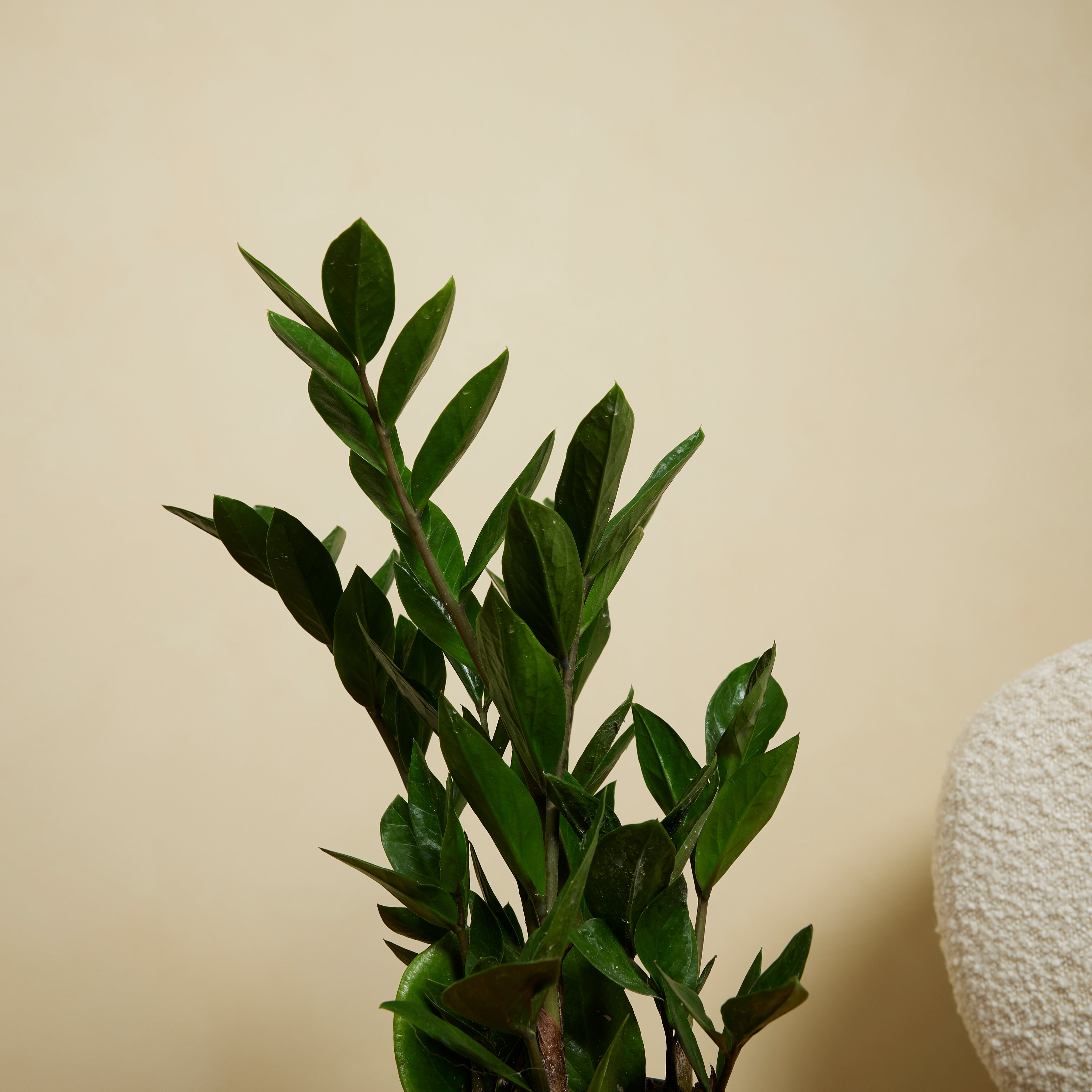 ZZ Plant – Indoor Plant