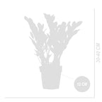 ZZ Plant – Indoor Plant