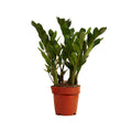 ZZ Plant – Indoor Plant