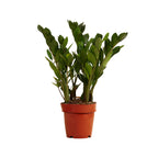 ZZ Plant – Indoor Plant