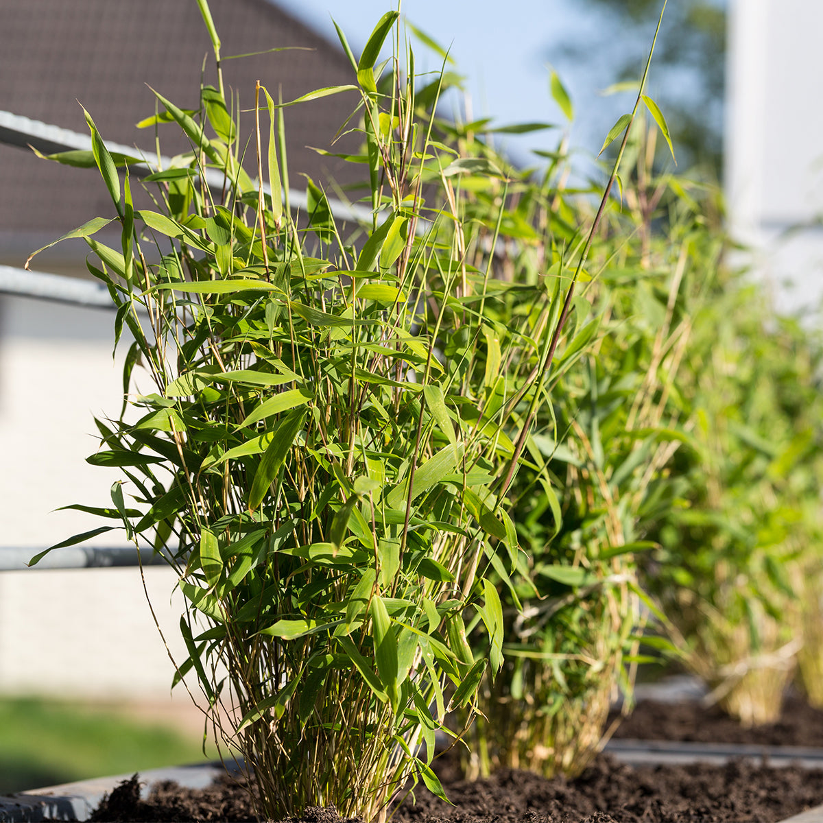 Lot De 3 Bambous Formidable – Plante D'Extérieur
