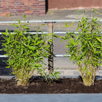 Lot De 3 Bambous Formidable – Plante D'Extérieur