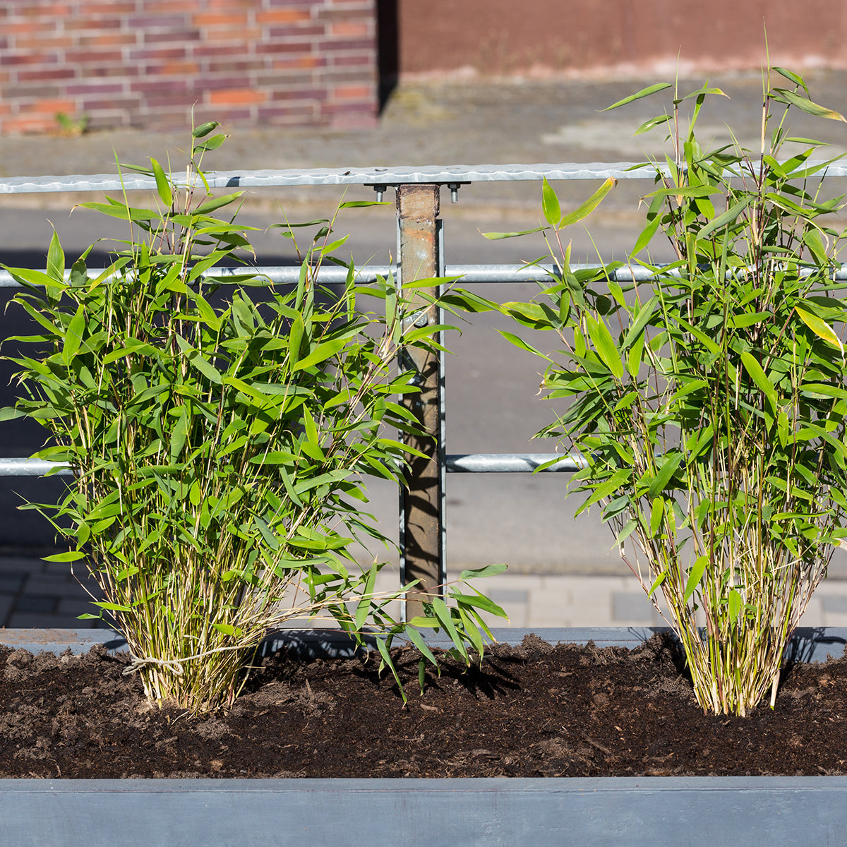Lot De 3 Bambous Formidable – Plante D'Extérieur