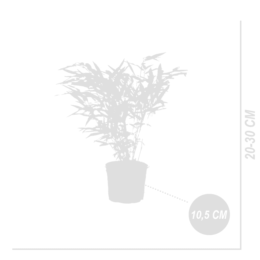 Lot De 3 Bambous Formidable – Plante D'Extérieur