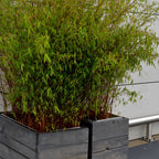 Lot De 3 Bambous Formidable – Plante D'Extérieur