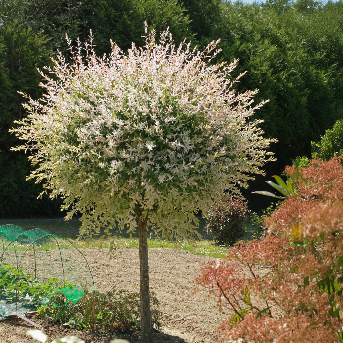 Set of 2 Salix Flamingo – Outdoor Plant
