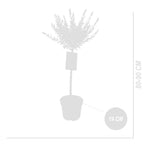 Set of 2 Salix Flamingo – Outdoor Plant