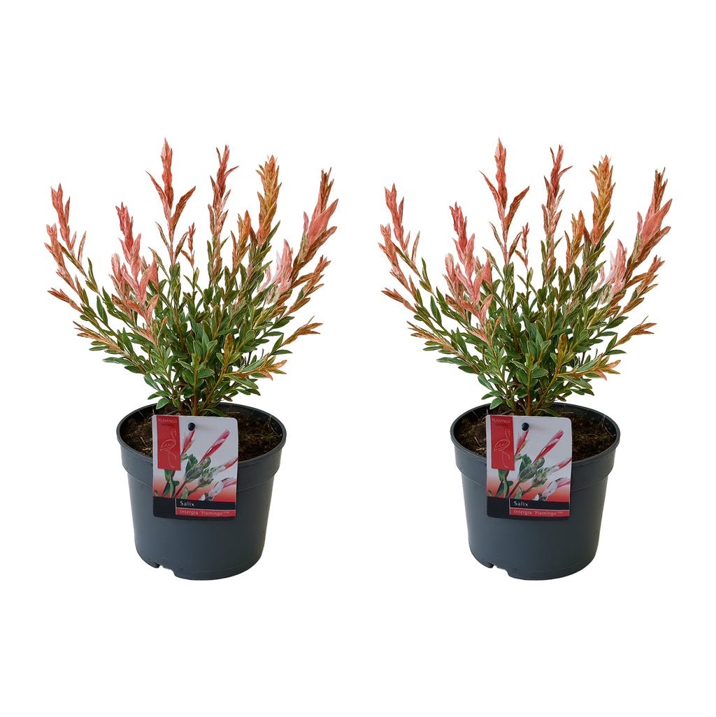 Set of 2 Salix Flamingo – Outdoor Plant