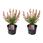 Set of 2 Salix Flamingo – Outdoor Plant