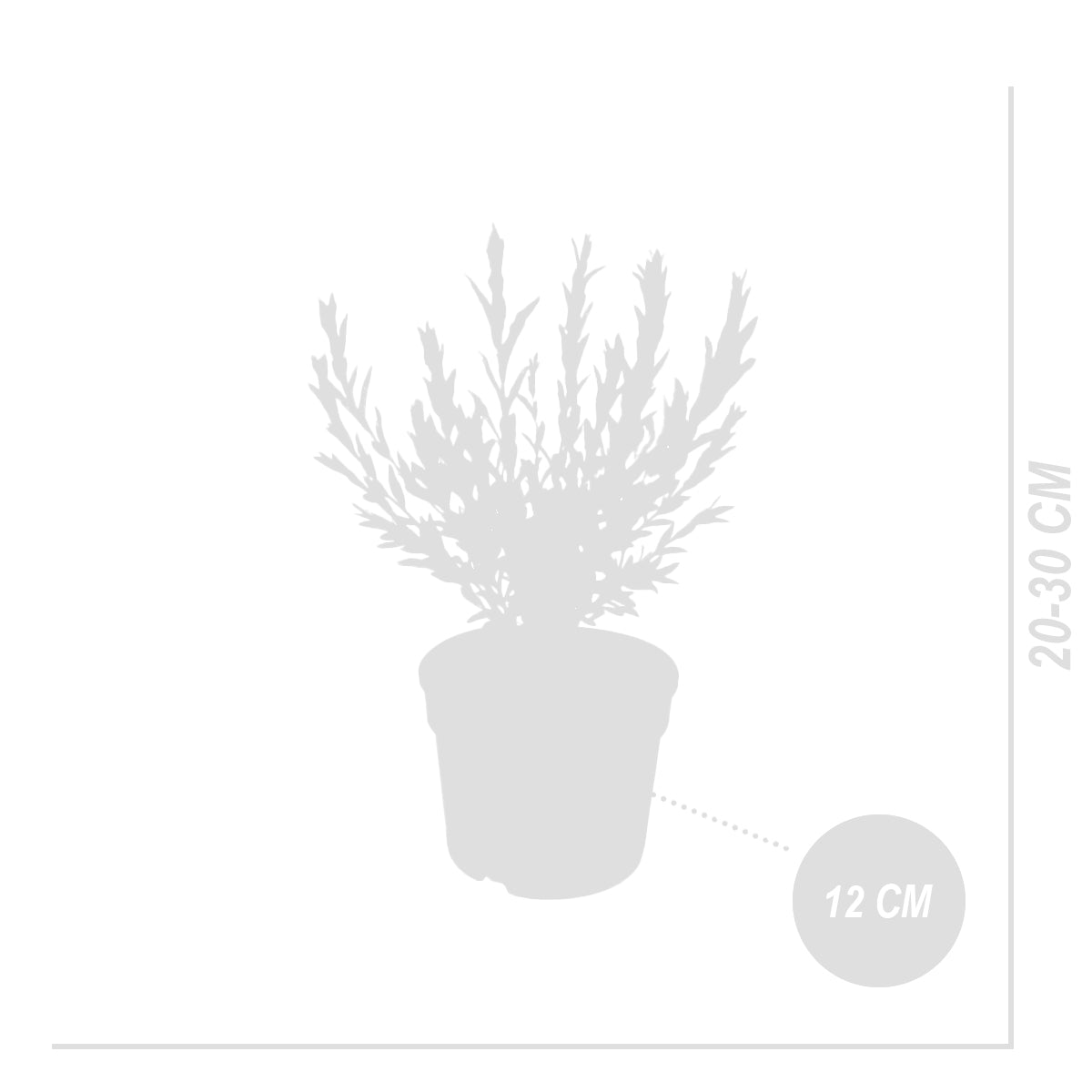 Set of 2 Salix Flamingo – Outdoor Plant