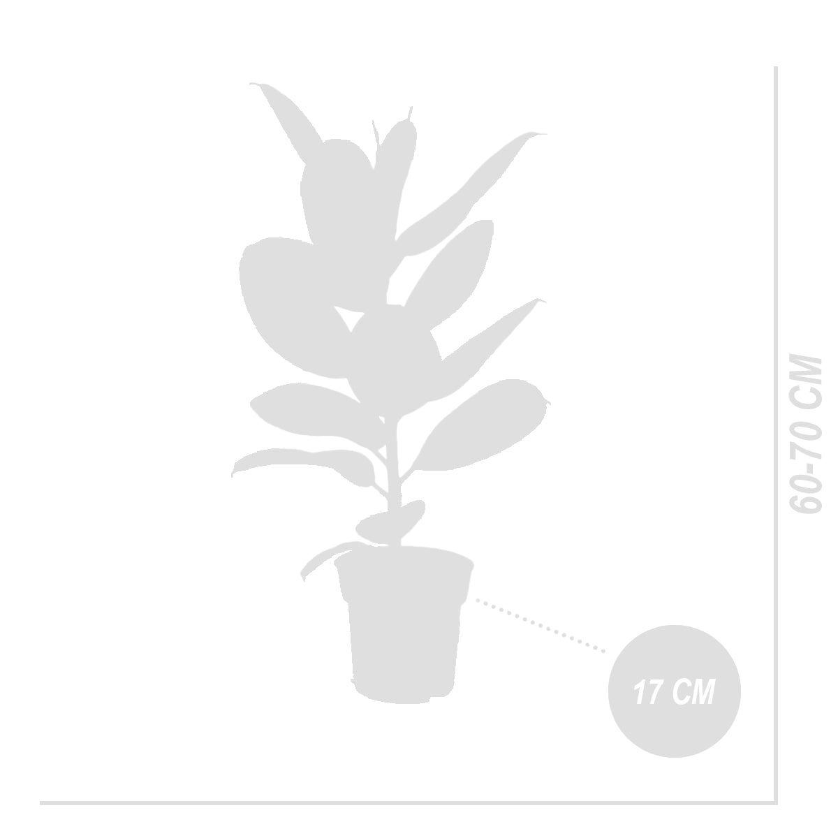 Ficus Elastica Robusta – Planta de interior