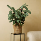 Calathéa Compactstar – Plante D'Intérieur