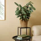 Calathéa Compactstar – Plante D'Intérieur