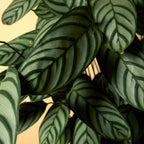 Calathéa Compactstar – Plante D'Intérieur