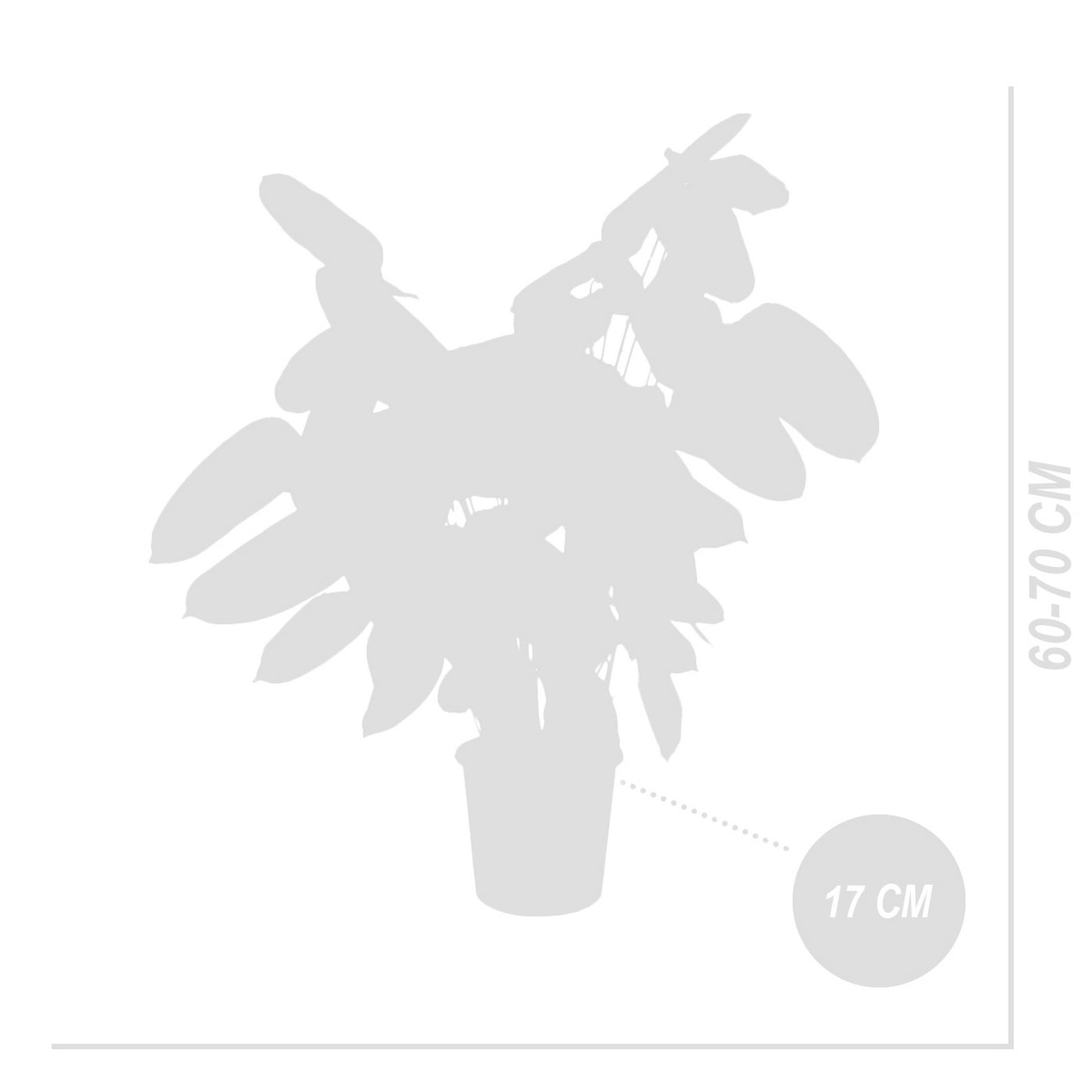 Calathéa Compactstar – Plante D'Intérieur