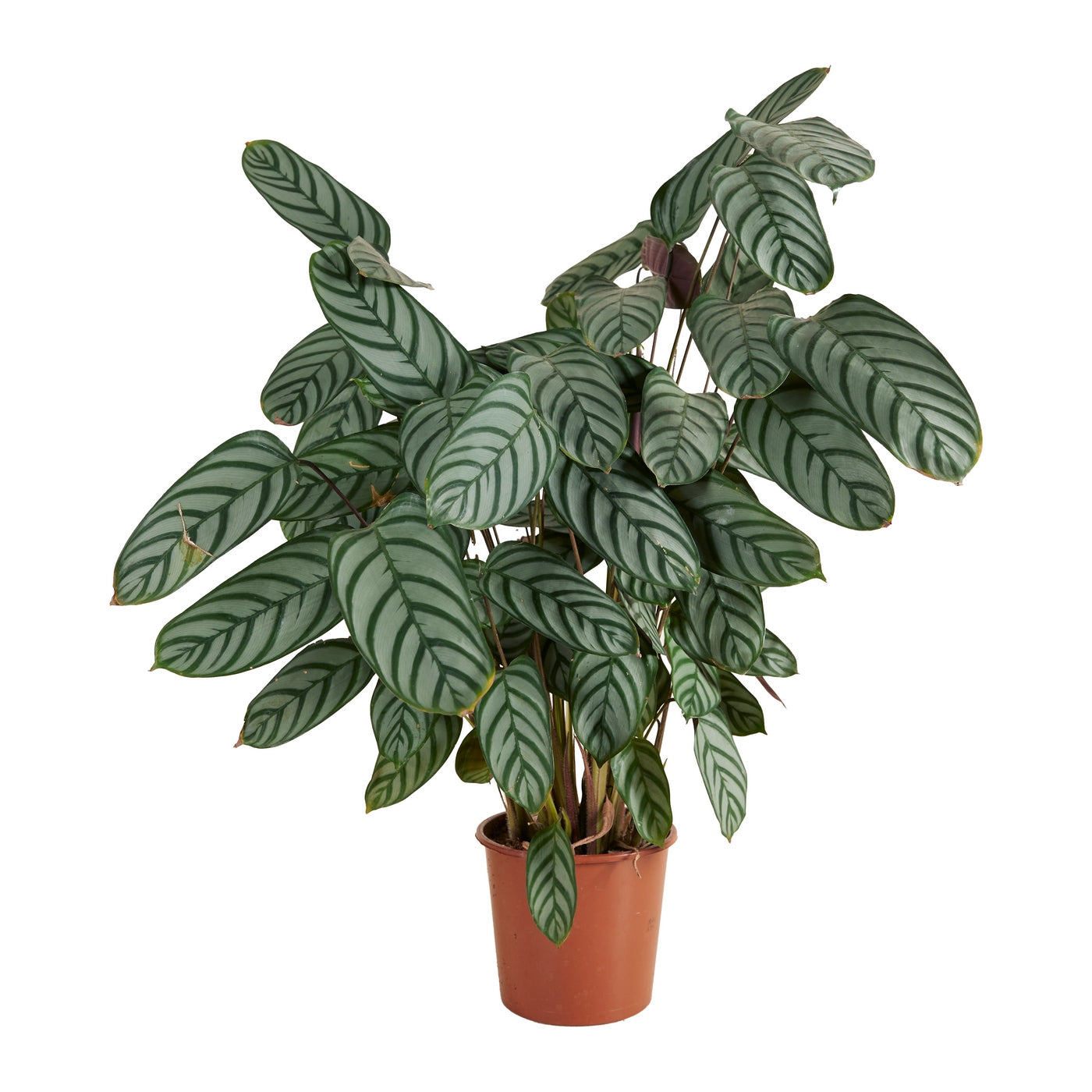 Calathéa Compactstar – Plante D'Intérieur