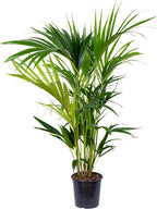 Palmera kentia – Planta de interior
