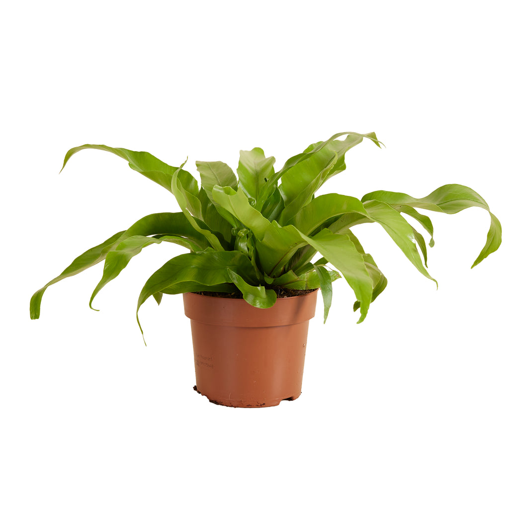 Asplenium Antiquum – Plante D'Intérieur