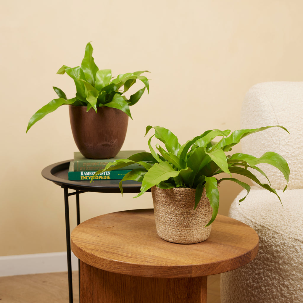 Asplenium Antiquum – Plante D'Intérieur