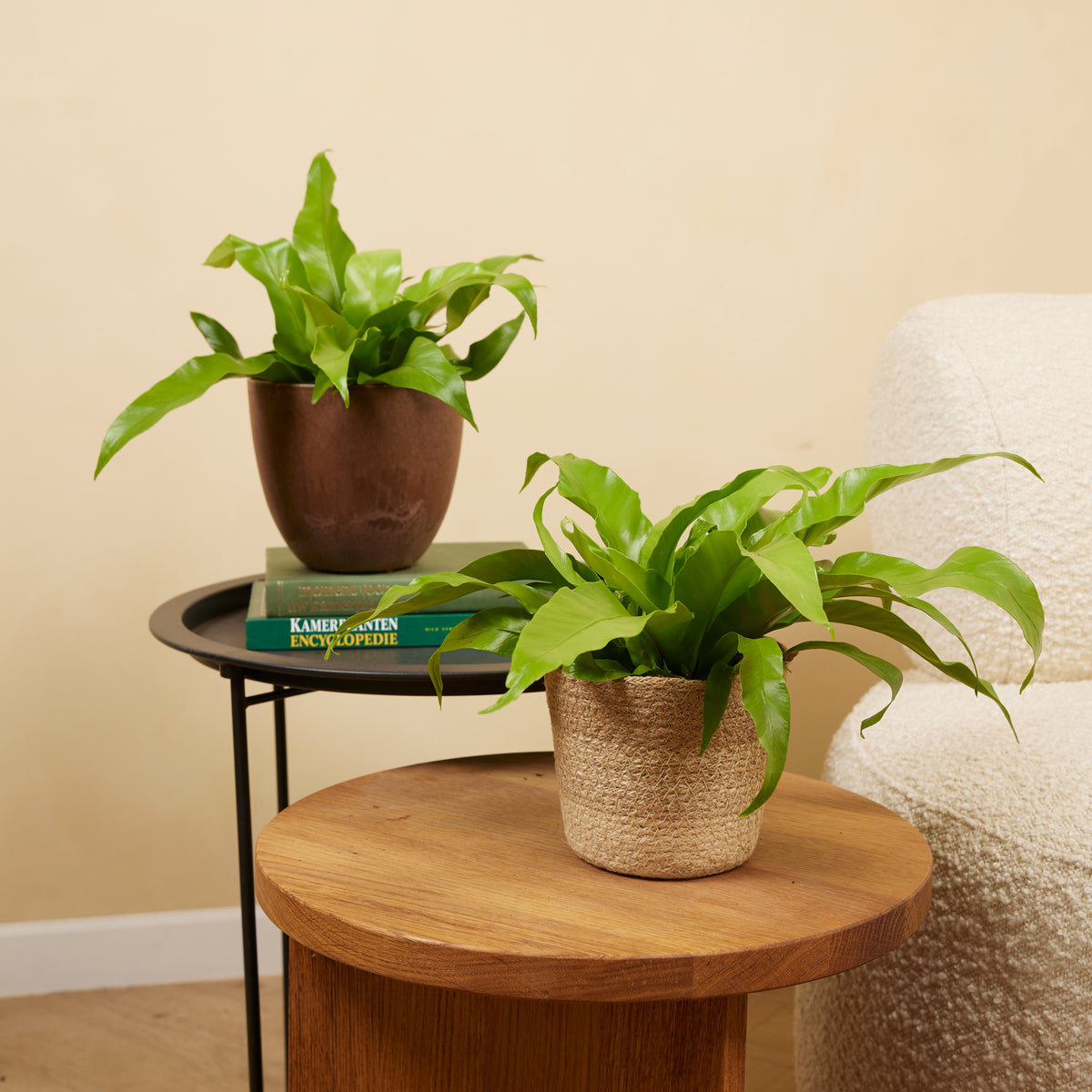 Asplenium Antiquum – Plante D'Intérieur