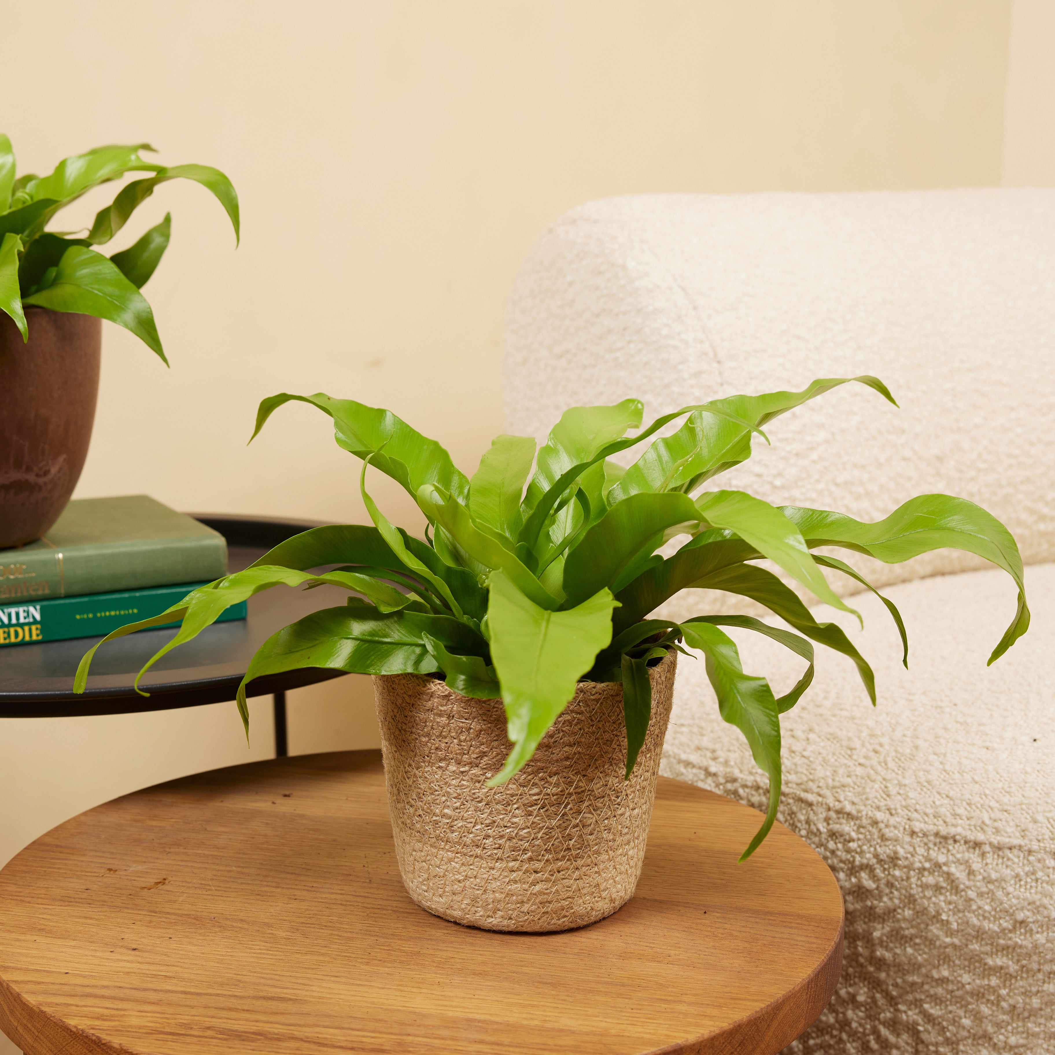 Asplenium Antiquum – Plante D'Intérieur