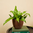 Asplenium Antiquum – Plante D'Intérieur