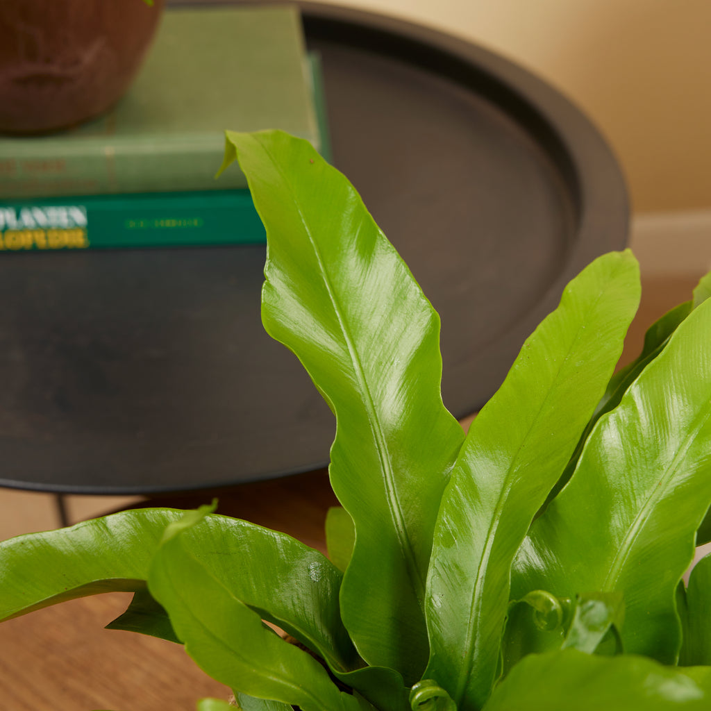 Asplenium Antiquum – Plante D'Intérieur