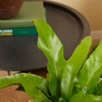 Asplenium Antiquum – Plante D'Intérieur