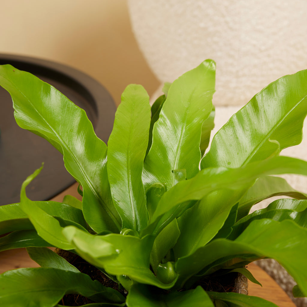Asplenium Antiquum – Plante D'Intérieur