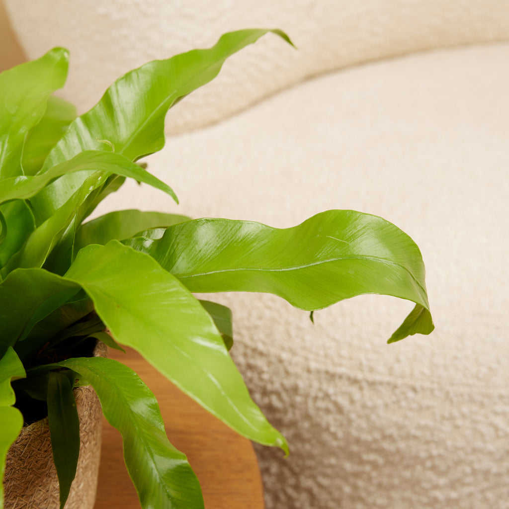 Asplenium Antiquum – Plante D'Intérieur
